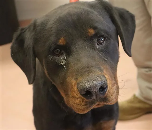 An adult large-sized male Mixed Breed dog named Rocky for adoption in Columbia, SC