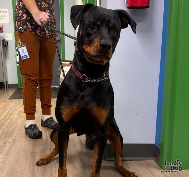 A young large-sized female Rottweiler dog named Dakota for adoption in Washington, DC