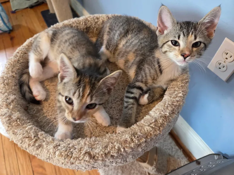 A baby small-sized female Tabby (Buff / Tan / Fawn) Domestic Short Hair cat named Nadine for adoption in Fairfax Station, VA