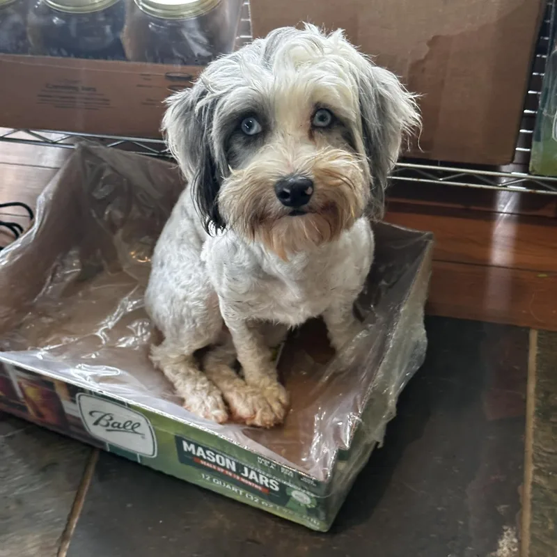 Friendship Willingbird Sunshine