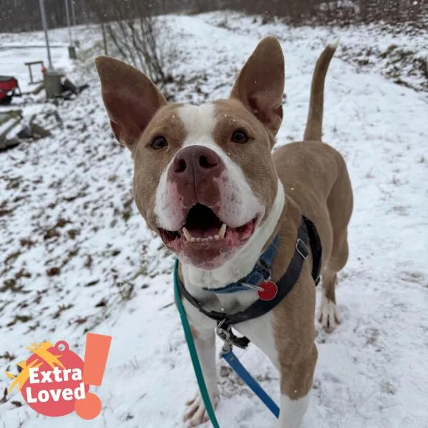 The Rock thumbnail 2