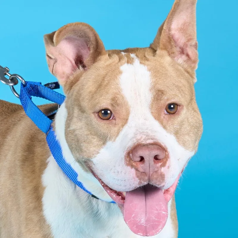 The Rock thumbnail 5