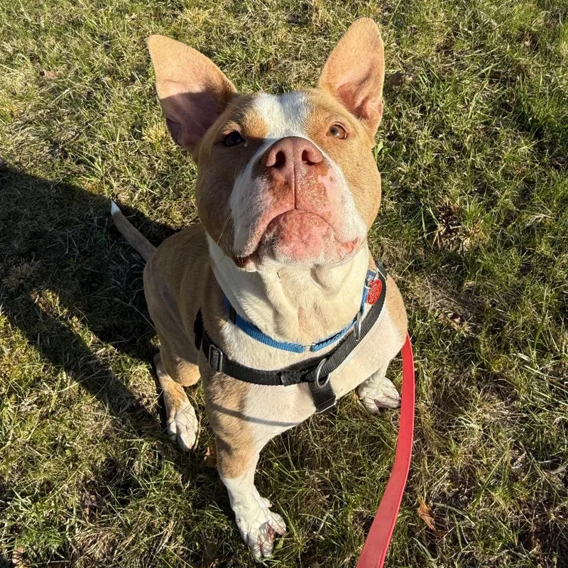 The Rock thumbnail 6