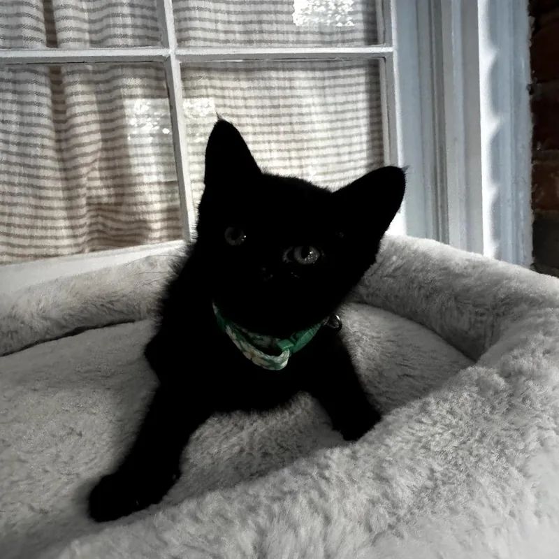 A baby small-sized female Black Domestic Short Hair cat named Wednesday for adoption in Centerville, TN