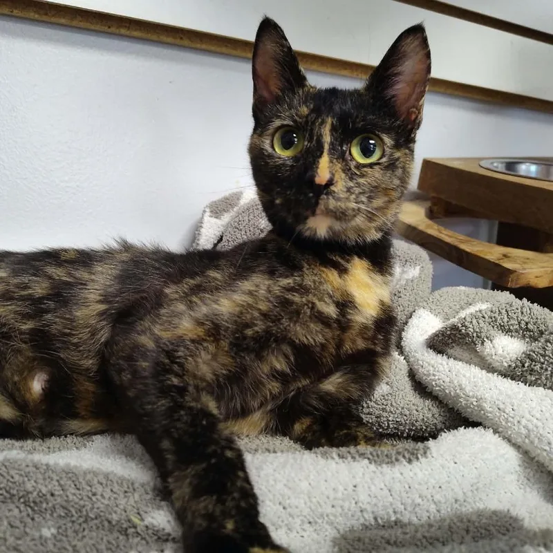 An adult medium-sized female Tortoiseshell Domestic Short Hair cat named Stevie for adoption in Dickinson, TX
