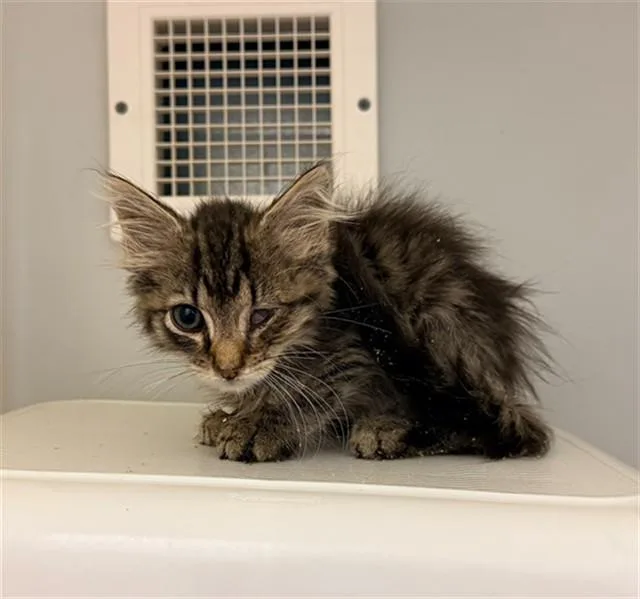 A baby small-sized female Domestic Medium Hair cat named Elote for adoption in Statesville, NC