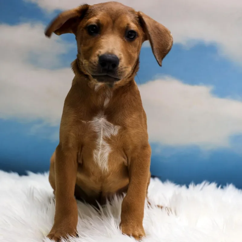 A baby medium-sized male Brown / Chocolate Mixed Breed dog named Pisinemo for adoption in Casa Grande, AZ