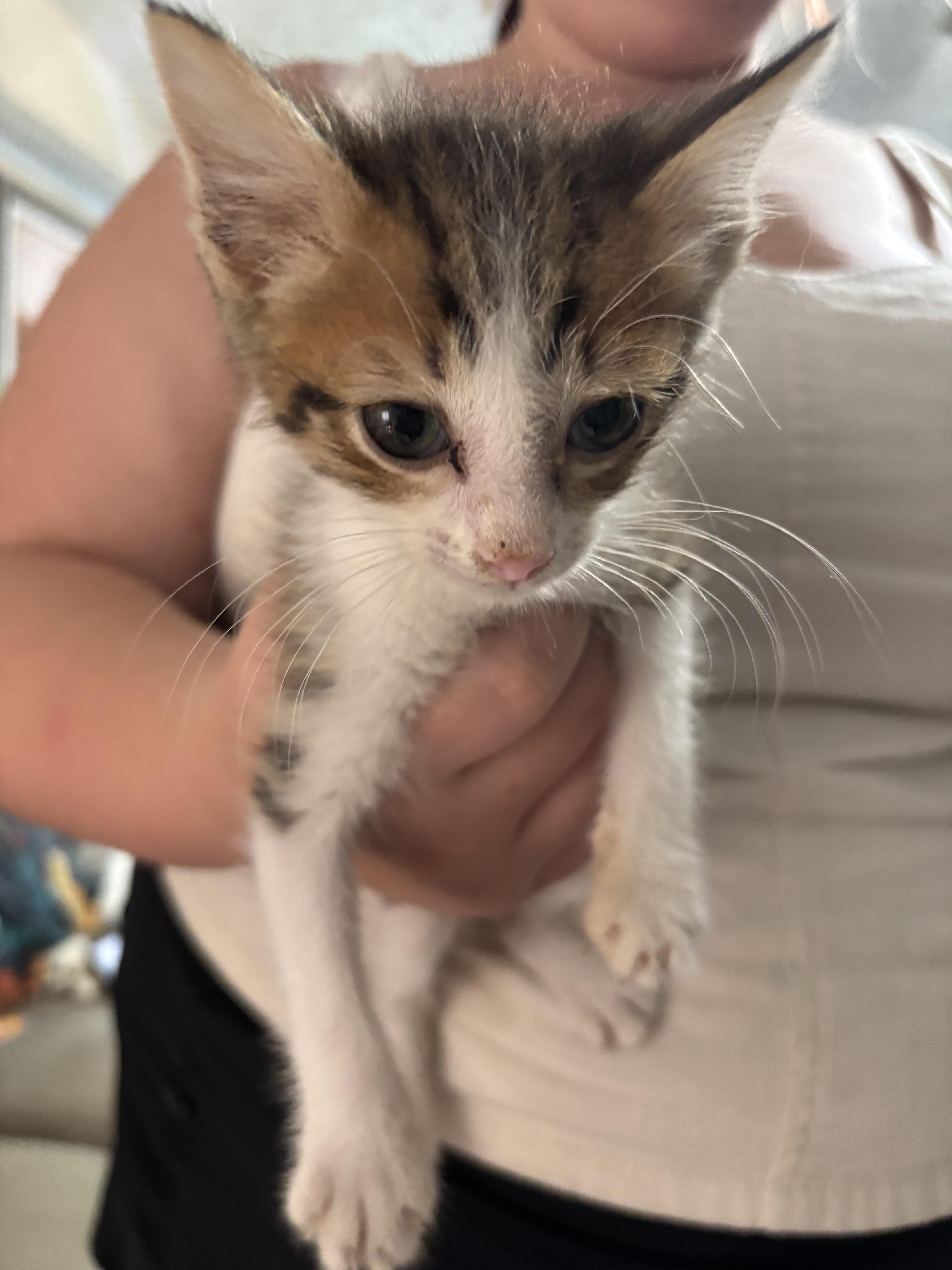 A baby small-sized male Domestic Short Hair cat named Kadence for adoption in Randolph, AL