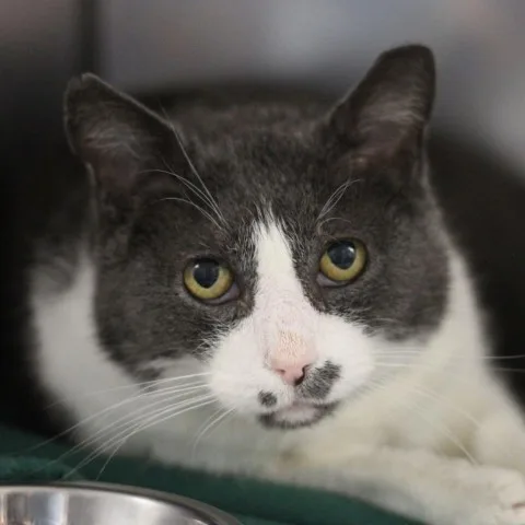 An adult large-sized male Gray / Blue / Silver Domestic Short Hair cat named Anansi for adoption in Lyndhurst, VA