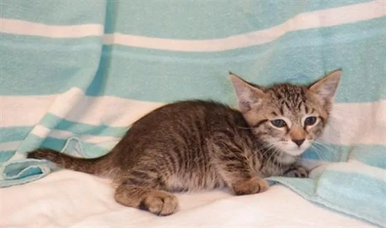 A baby small-sized male Domestic Short Hair cat named Gladiator for adoption in San Jose, CA