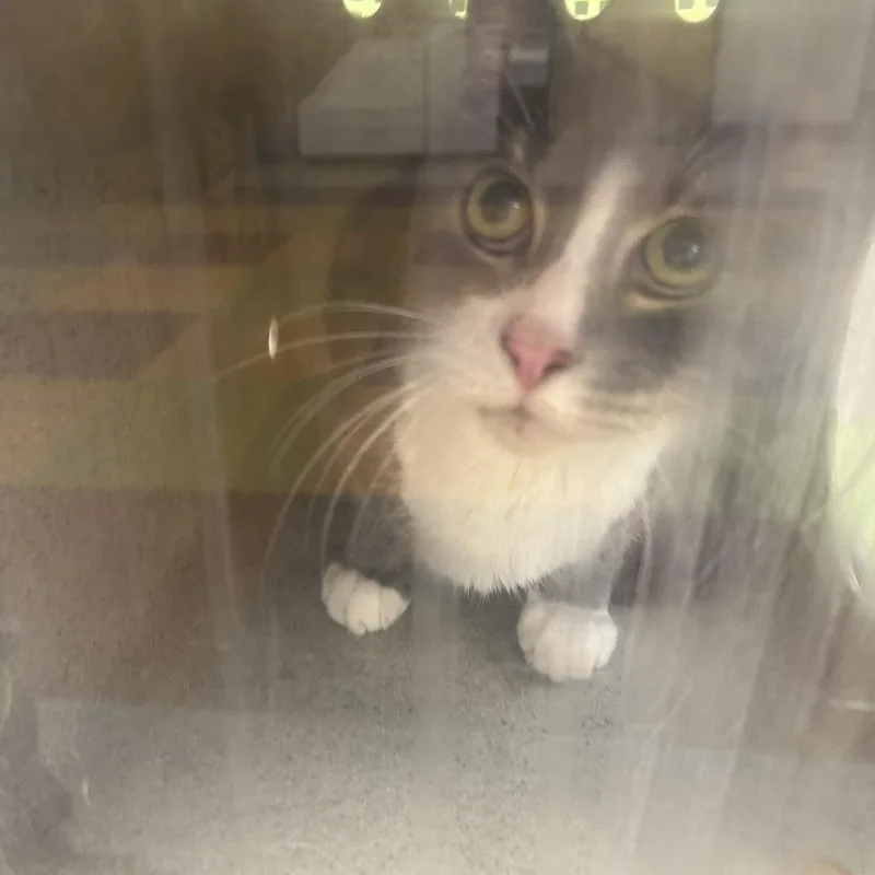 A senior medium-sized male Gray / Blue / Silver Domestic Short Hair cat named Casper for adoption in Philadelphia, PA