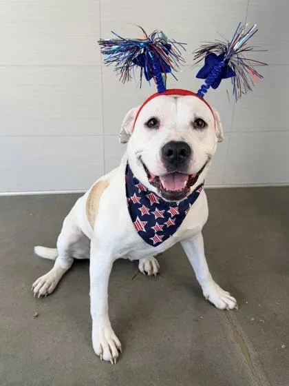 An adult large-sized female White / Cream Pit Bull Terrier dog named Shelby for adoption in Kansas City, MO