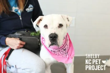 Shelby thumbnail 2