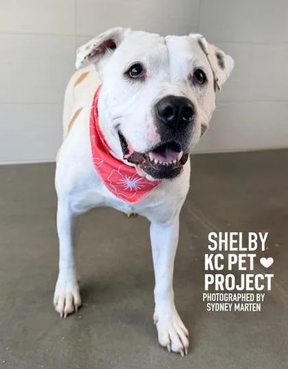 Shelby thumbnail 3