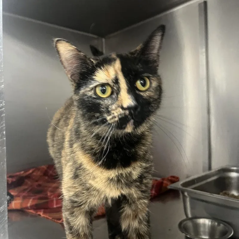 A young small-sized female Tortoiseshell Domestic Short Hair cat named Coraline for adoption in Idaho Falls, ID