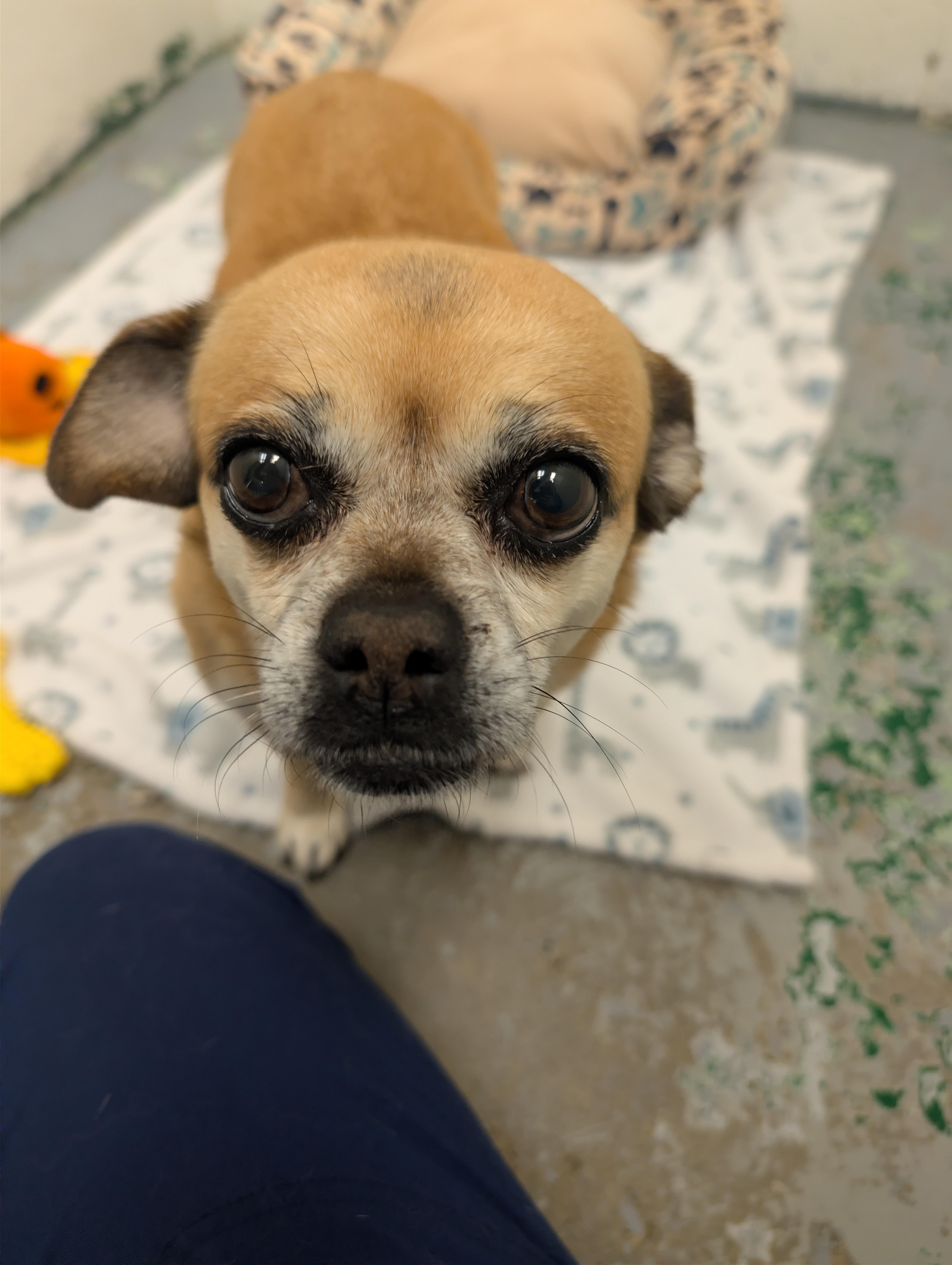 An adult small-sized female Apricot / Beige Puggle dog named Luna for adoption in Spokane, WA