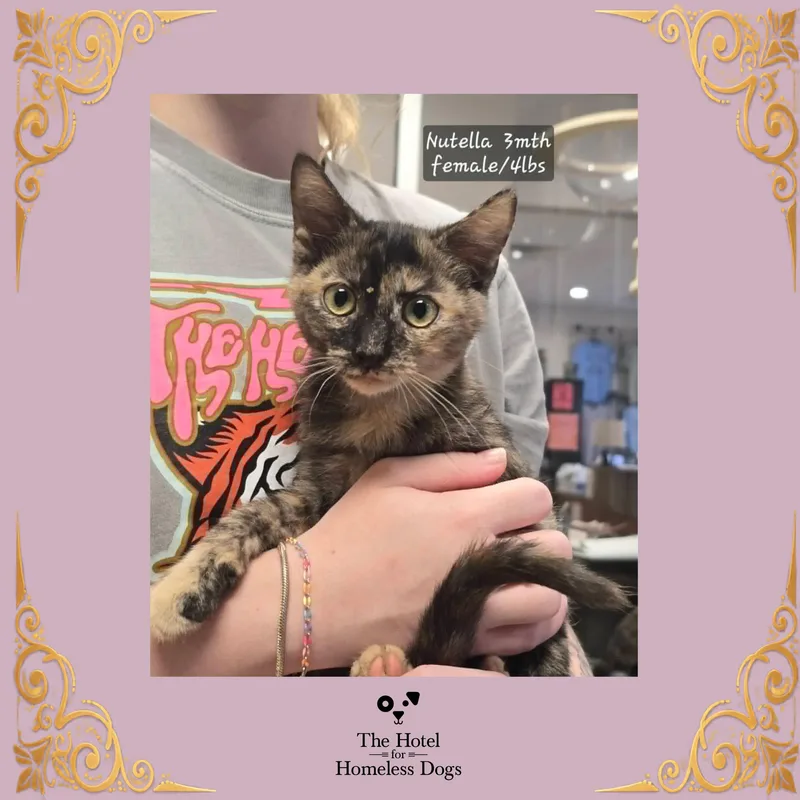 A baby small-sized female Domestic Short Hair cat named Nutella for adoption in Cumberland, RI