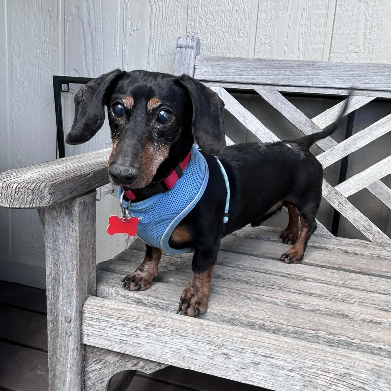 An adult small-sized male Black Dachshund dog named Sage for adoption in Boulder, CO