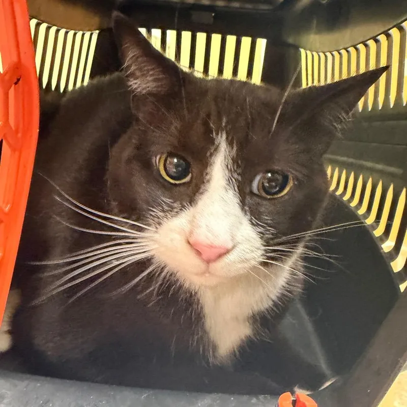 An adult medium-sized female Domestic Medium Hair cat named "Roderika" for adoption in Perkiomenville, PA