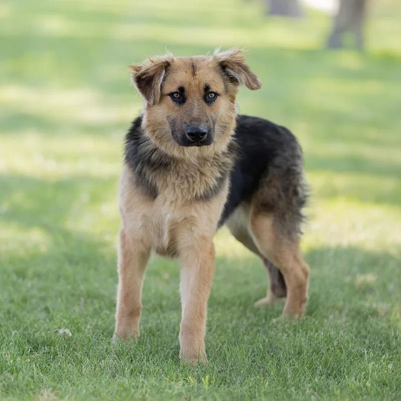 A young medium-sized male Black Mixed Breed dog named Benihana for adoption in Dearborn, MI