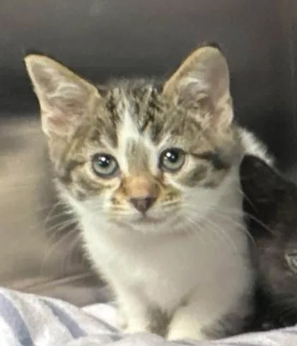 A baby small-sized female Domestic Short Hair cat named Bitcoin for adoption in Hobart, IN