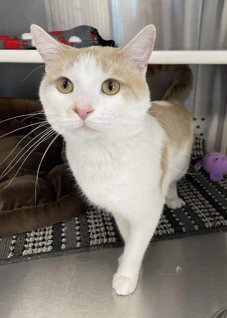 A baby large-sized male Domestic Short Hair cat named Dreamsicle for adoption in Jackson, MI