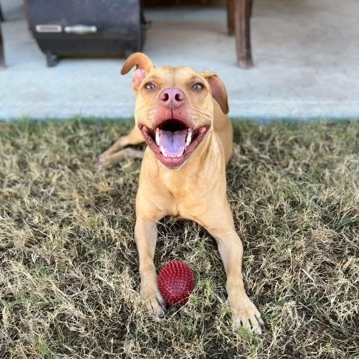 An adult medium-sized female Red / Chestnut / Orange Pit Bull Terrier dog named Gracie for adoption in Cypress, TX