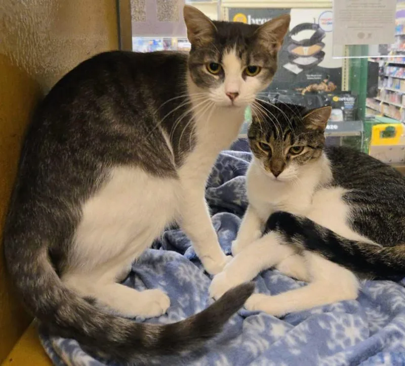 A young medium-sized female Gray & White Domestic Short Hair cat named Svetlana for adoption in Pearland, TX