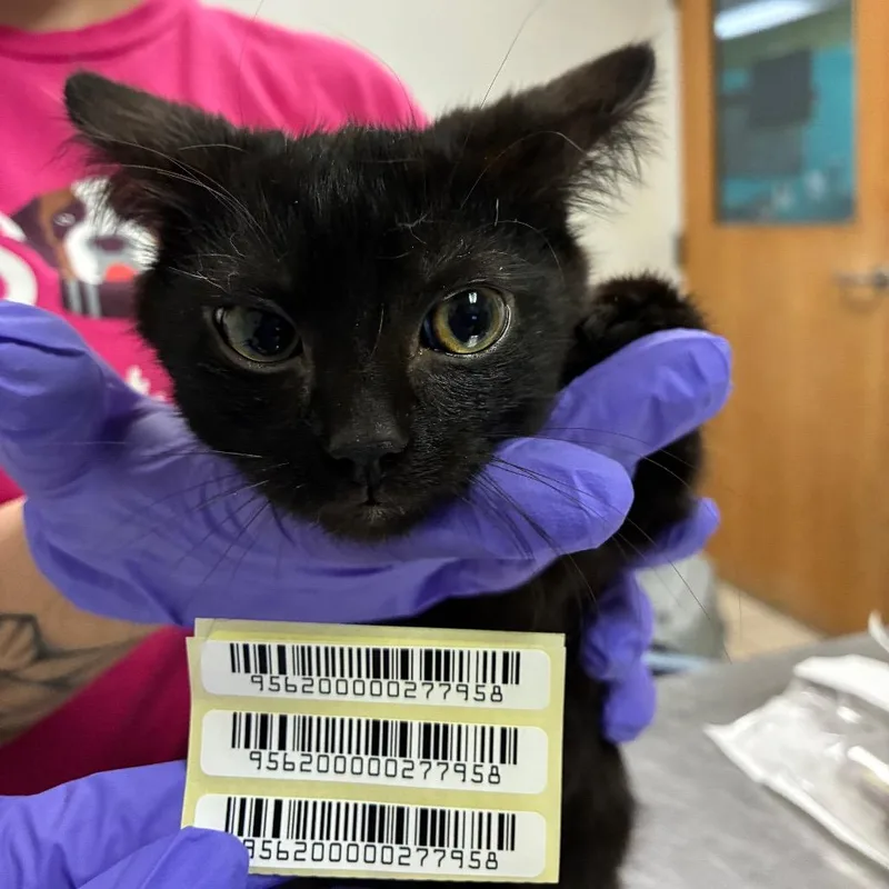 A baby small-sized male Black Domestic Medium Hair cat named Vesper for adoption in Charleston, WV