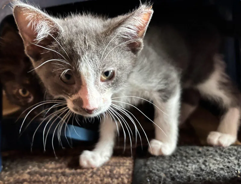 A baby medium-sized male Gray & White Domestic Short Hair cat named Smokey for adoption in Independence, OH