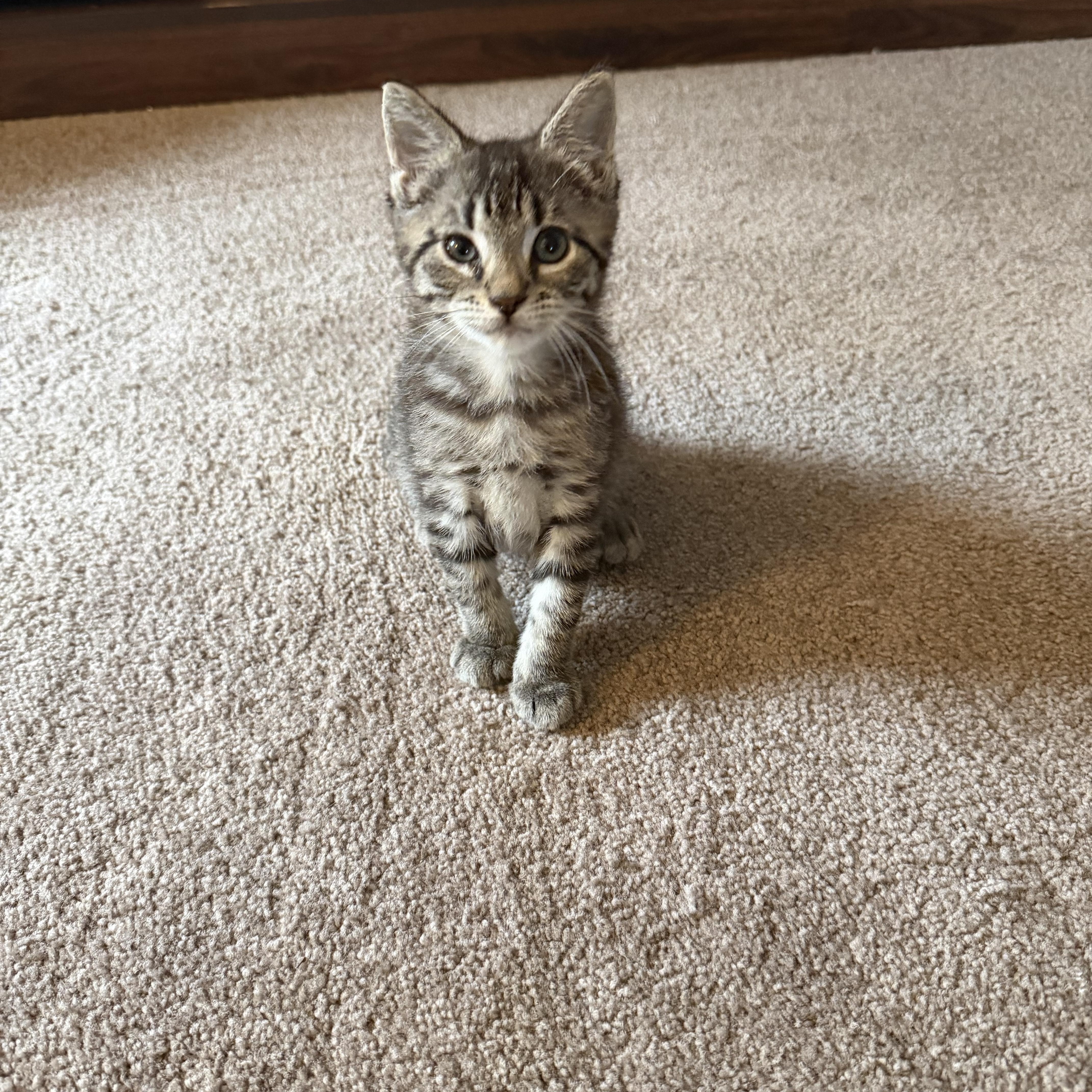 A baby small-sized male Domestic Short Hair cat named Moose for adoption in Lacona, NY