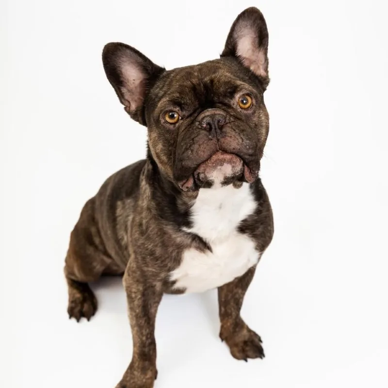 An adult medium-sized male Brindle French Bulldog dog named Stitch for adoption in Quakertown, PA