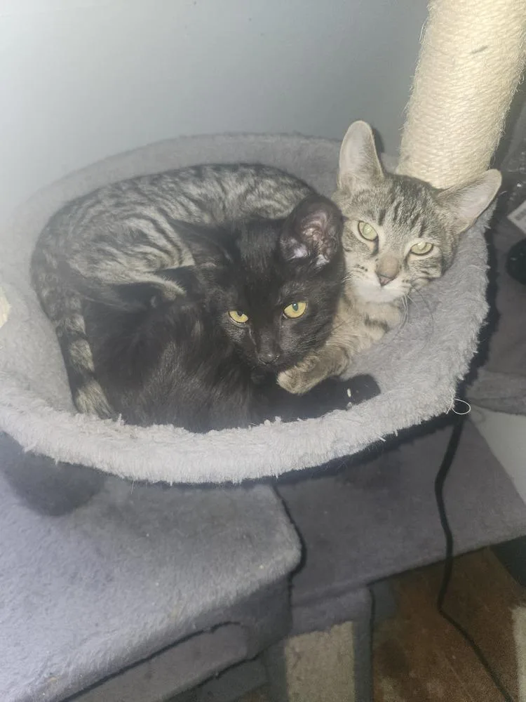 A baby small-sized female Brown / Chocolate Domestic Short Hair cat named Beretta for adoption in Elyria, OH
