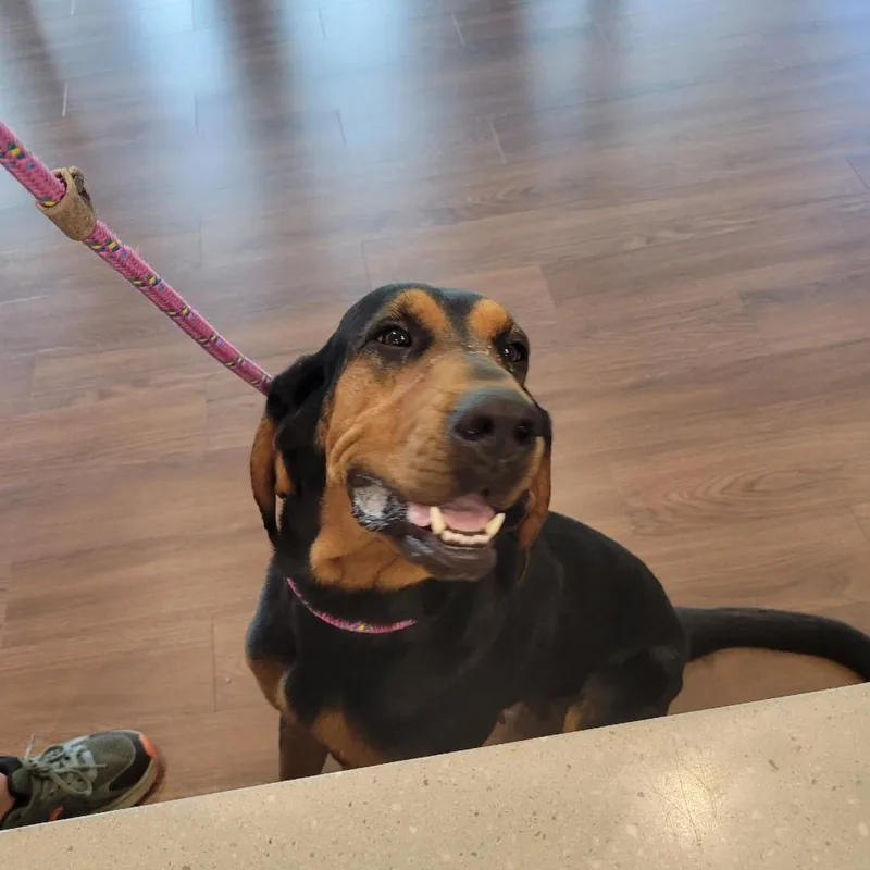 An adult large-sized female Black and Tan Coonhound dog named Agnes for adoption in Nashville, IN