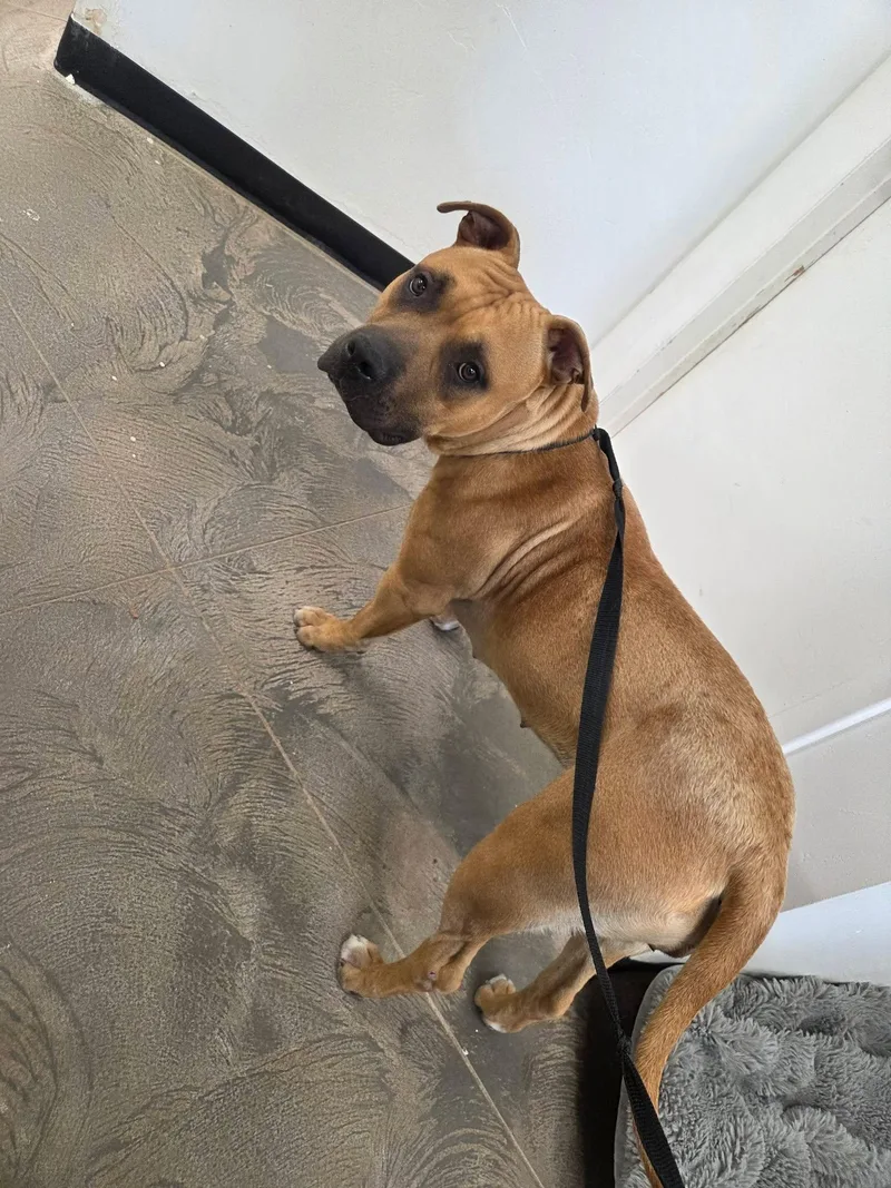 An adult large-sized female Yellow / Tan / Blond / Fawn Pit Bull Terrier dog named Louise for adoption in Roosevelt, UT