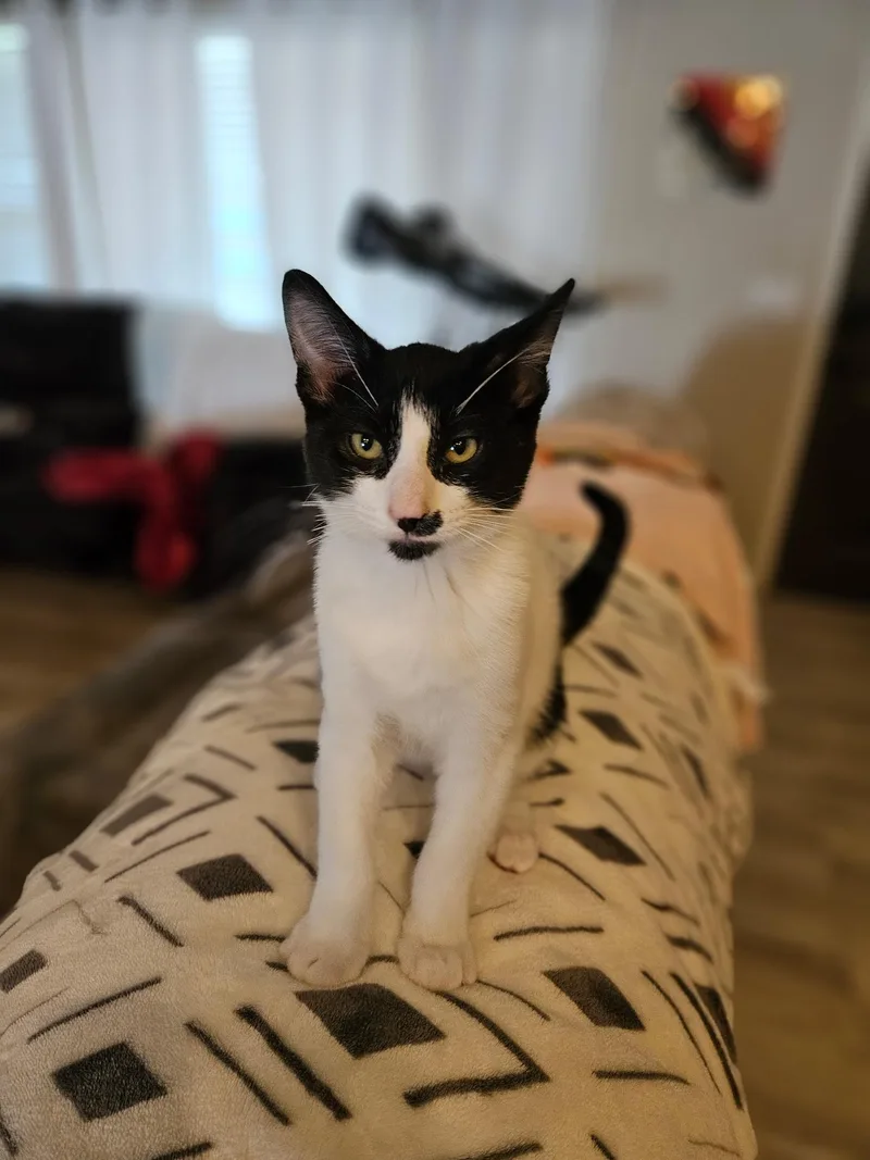 A baby medium-sized male Domestic Short Hair cat named Scavenger for adoption in Twin Falls, ID