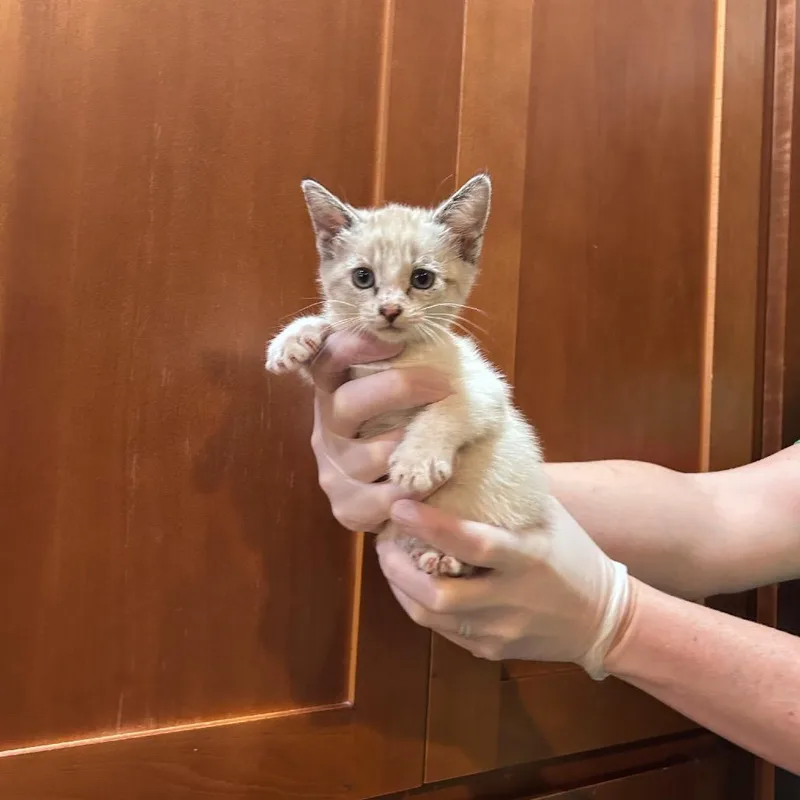 A baby small-sized female Cream / Ivory Domestic Short Hair cat named Hibiscus for adoption in Ashland, OR
