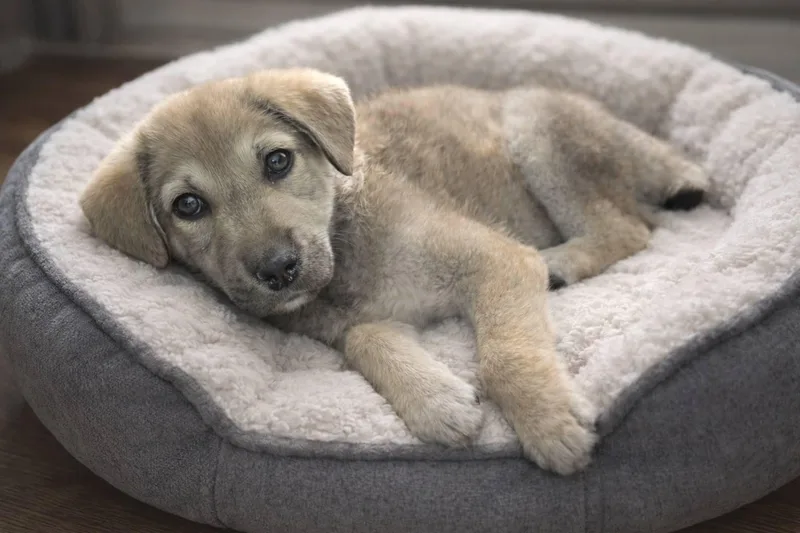 A baby large-sized female Anatolian Shepherd dog named Alexa for adoption in Midway, UT