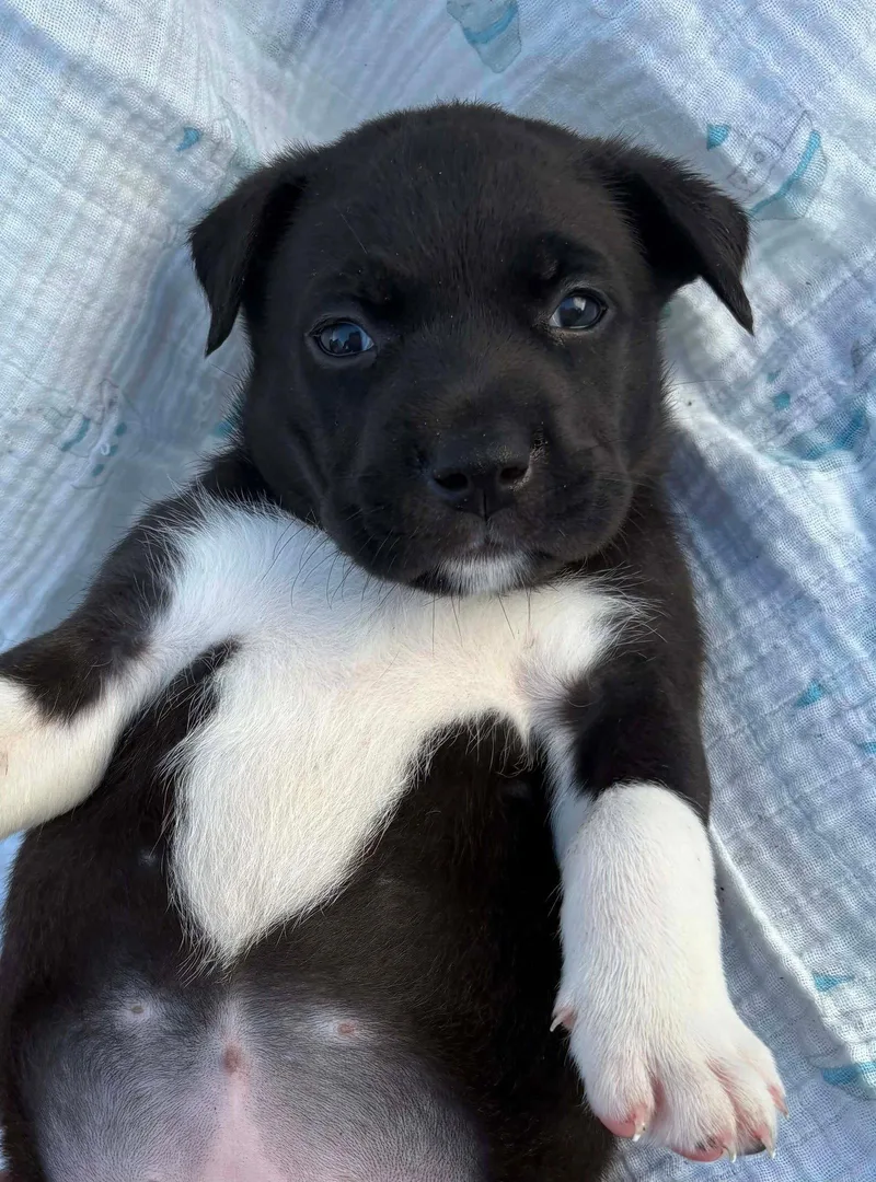 A baby medium-sized female American Staffordshire Terrier dog named Ellie for adoption in Holly Springs, NC