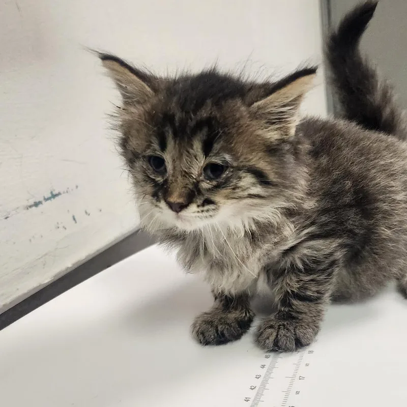 A baby small-sized female Gray / Blue / Silver Domestic Medium Hair cat named Regina for adoption in Charleston, WV