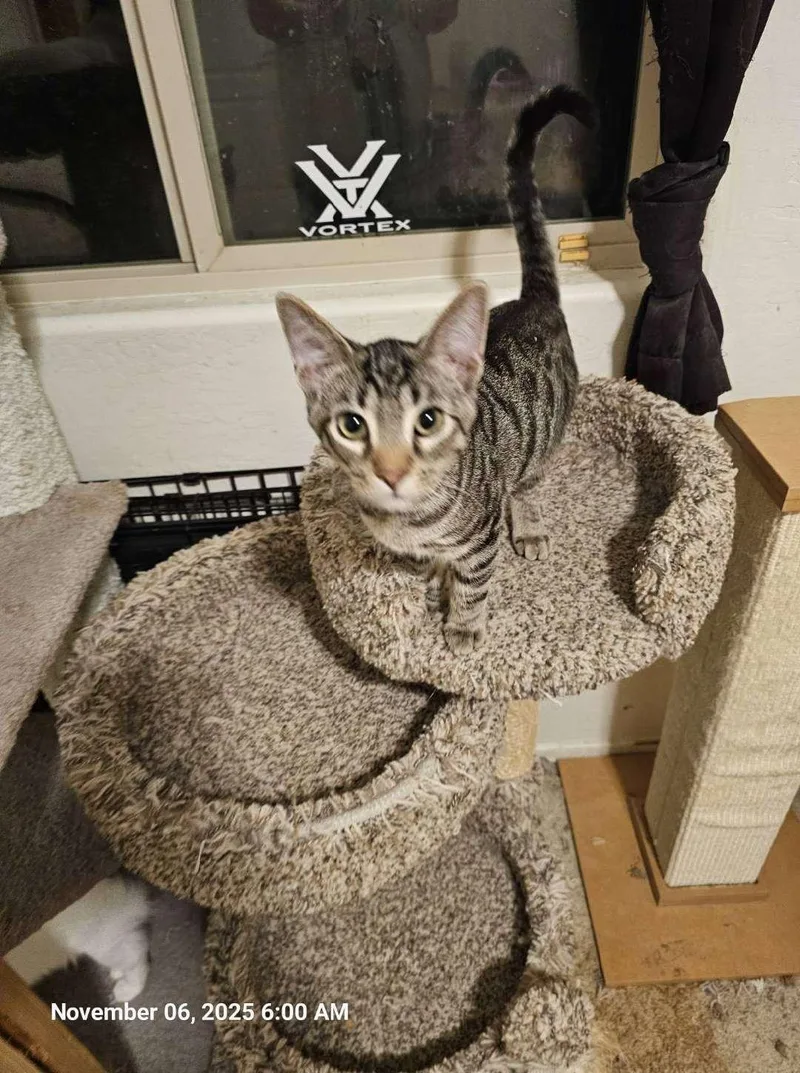 A baby medium-sized male Domestic Short Hair cat named Bear Bear for adoption in Glendale, AZ