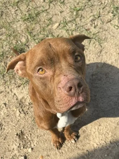 An adult large-sized male Red / Chestnut / Orange Pit Bull Terrier dog named Teddy Rolls for adoption in Inverness, FL