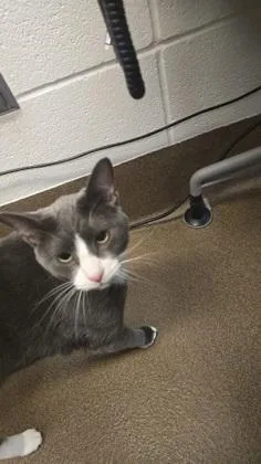 An adult large-sized male Gray / Blue / Silver Domestic Short Hair cat named Cosmo for adoption in Wichita, KS