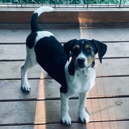A baby medium-sized female Tricolor (Brown, Black, & White) Terrier dog named Jenny for adoption in Albany, NY