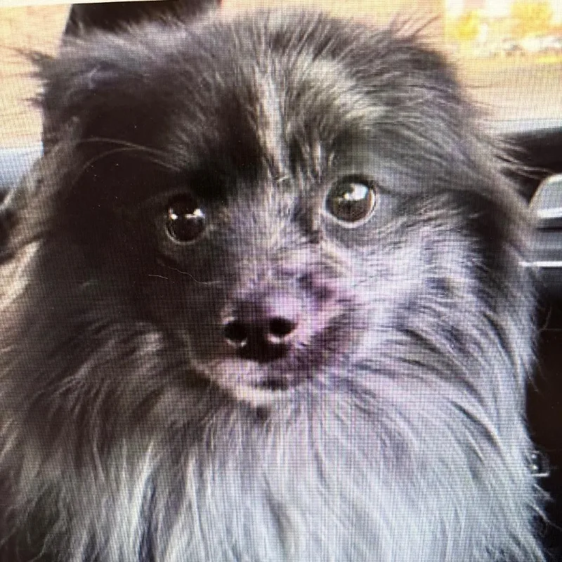 An adult small-sized male Black Pomeranian dog named Puff for adoption in Tacoma, WA