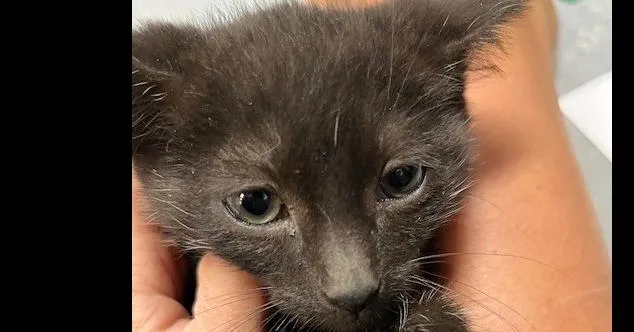 A baby small-sized male Black Domestic Short Hair cat named Flint for adoption in Anoka, MN