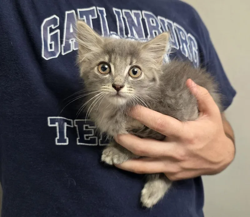A baby small-sized female Domestic Long Hair cat named Simone for adoption in Dickson, TN