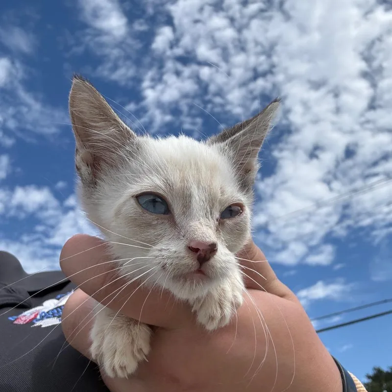 A baby small-sized male Buff / Tan / Fawn Siamese cat named Felix for adoption in Portland, TX