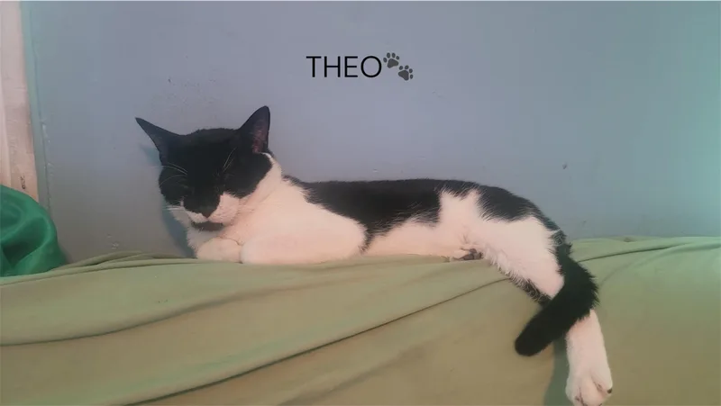 A young medium-sized male Brown / Chocolate Domestic Short Hair cat named Theo for adoption in North Bergen, NJ