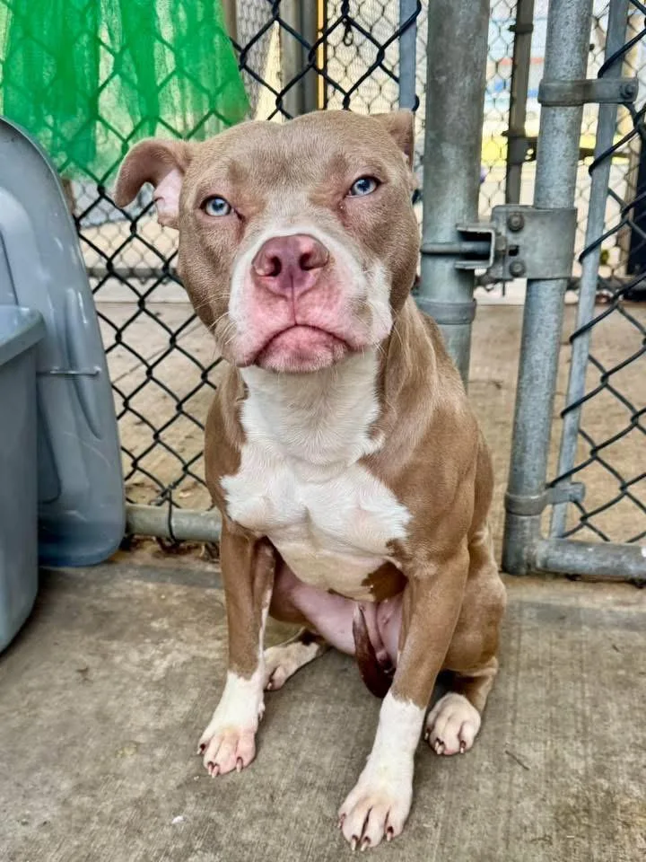 Milkshake thumbnail 2